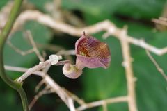 Aristolochia liukiuensis