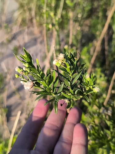 Baccharis arenaria