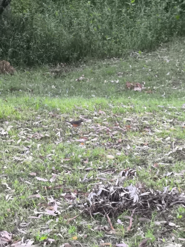 Rufous-bellied Thrush