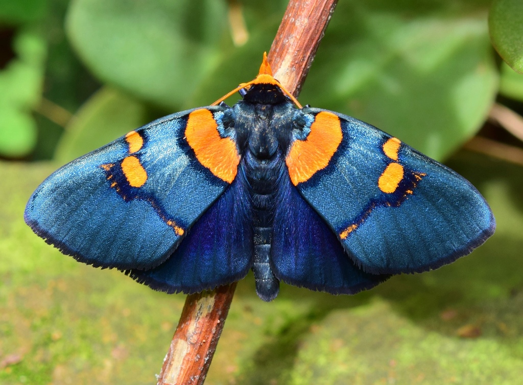 African Peach Moth (Moths and Butterflies of the Mfolozi River ...