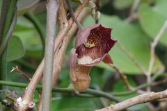 Aristolochia liukiuensis