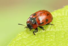 Gonioctena viminalis