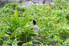 Corvus macrorhynchos connectens