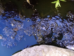 Lithobates magnaocularis