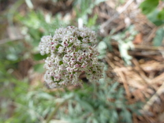 Lomatium orientale