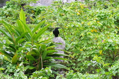 Corvus macrorhynchos connectens