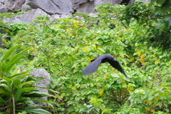 Corvus macrorhynchos connectens