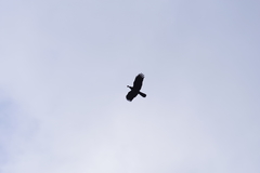 Corvus macrorhynchos connectens