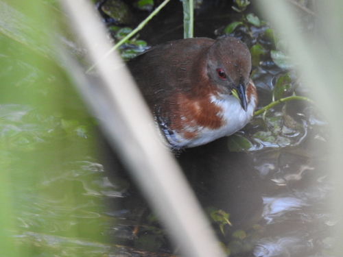 Red-and-white Crake (Rufirallus leucopyrrhus), photo 6
