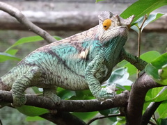 Calumma parsonii parsonii