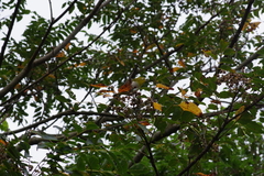 Zosterops japonicus loochooensis