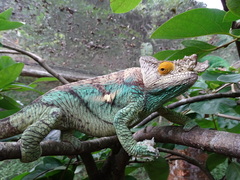 Calumma parsonii parsonii