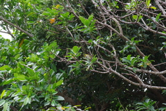 Zosterops japonicus loochooensis