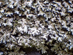 Phaeophyscia hispidula