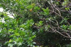 Zosterops japonicus loochooensis