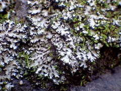 Phaeophyscia hispidula