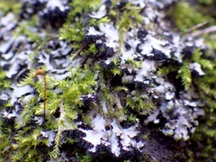 Phaeophyscia hispidula