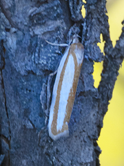 Xylorycta parabolella