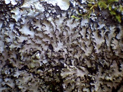 Phaeophyscia hispidula