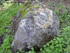 Phaeophyscia hispidula