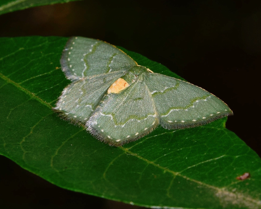 Metallochlora grisea