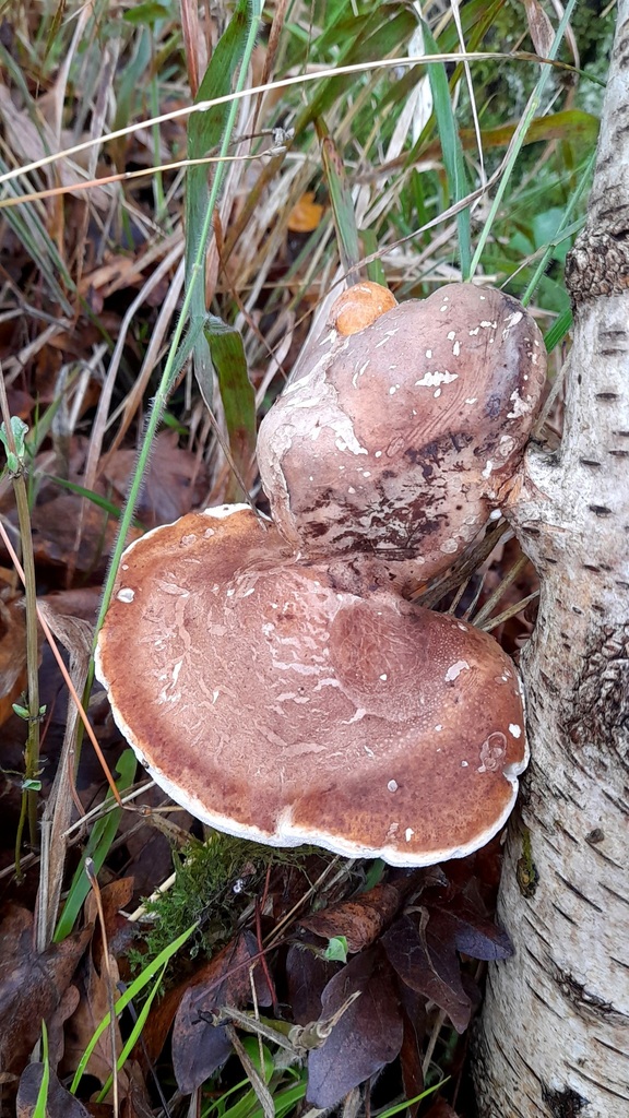 Fomitopsis betulina · November 2025 · photo: © catalyst_99 (iNaturalist, cc-by)