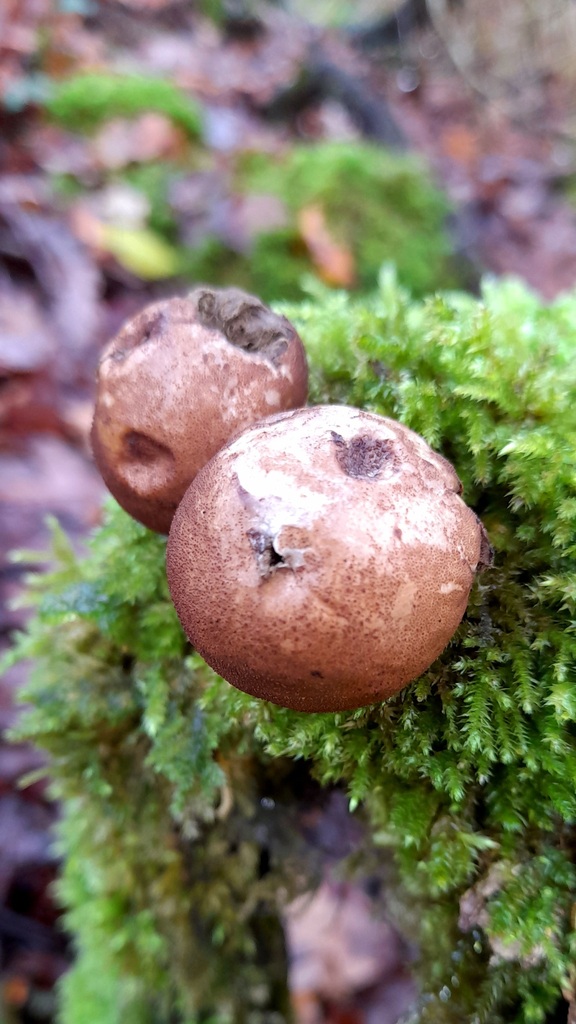 Apioperdon pyriforme · November 2025 · photo: © catalyst_99 (iNaturalist, cc-by)