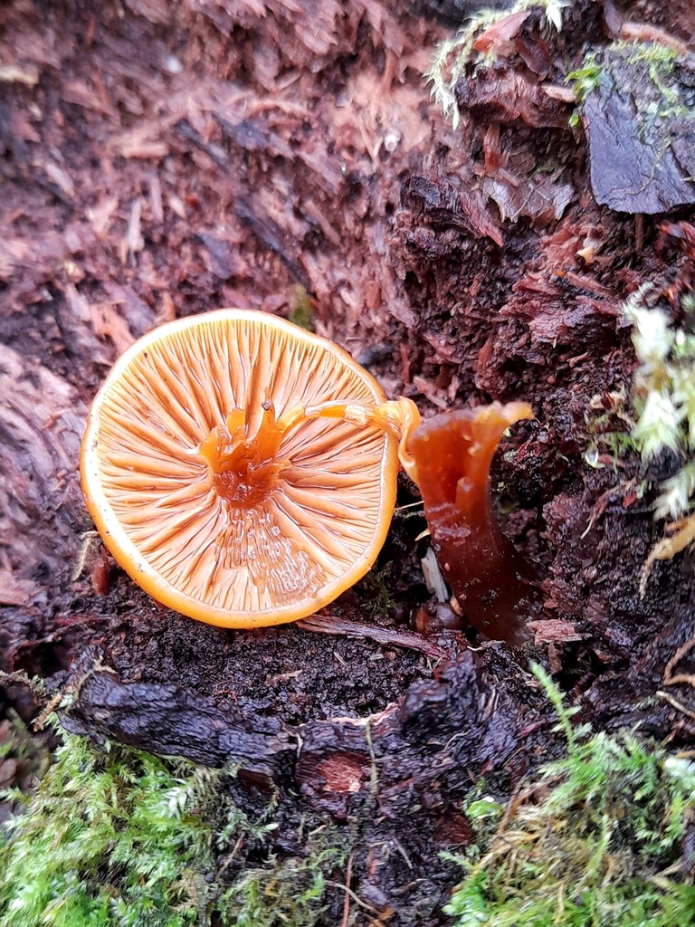 Flammulina · November 2025 · photo: © catalyst_99 (iNaturalist, cc-by)