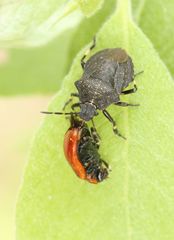 Rhacognathus punctatus