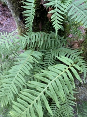Polypodium glycyrrhiza