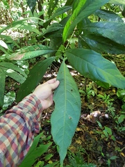 Image of Persea silvatica