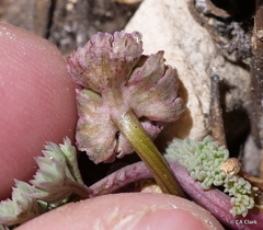 Cymopterus cinerarius