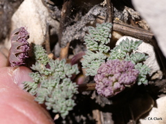 Cymopterus cinerarius