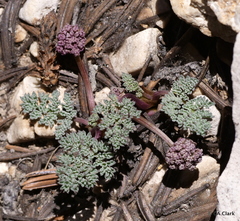 Cymopterus cinerarius