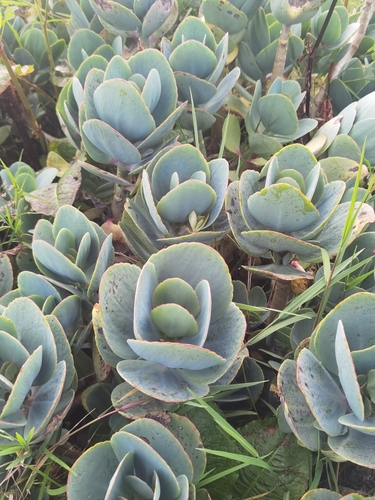 Kalanchoe grandiflora