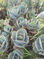 Kalanchoe grandiflora, photograph (c) Eduardo Chacón Madrigal, some rights reserved (CC BY)