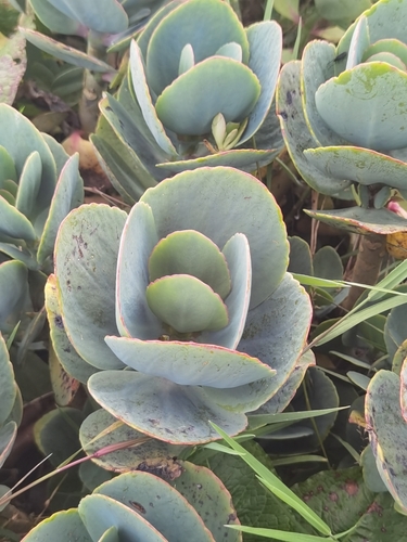 Kalanchoe grandiflora, photograph 2