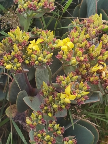 Kalanchoe grandiflora, photograph 3