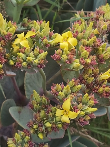 Kalanchoe grandiflora, photograph 4