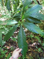 Persea silvatica