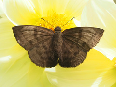 Achlyodes