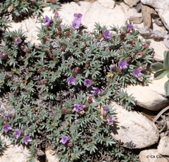 Astragalus kentrophyta tegetarius