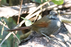 Grey-Bellied Spinetail photo 3