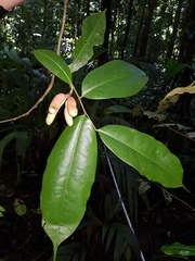 Xylopia bocatorena