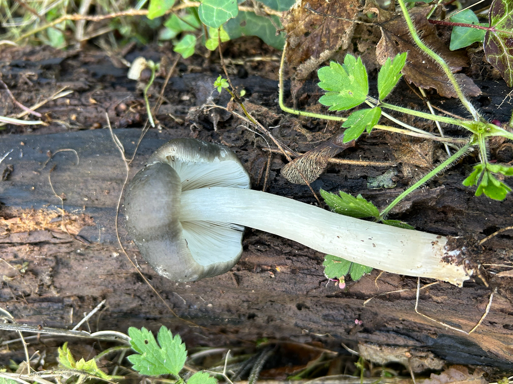Pluteus salicinus
