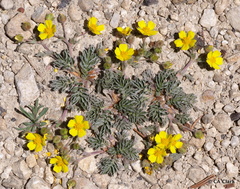 Potentilla morefieldii