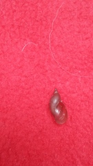 Pseudosuccinea columella