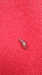 Pseudosuccinea columella