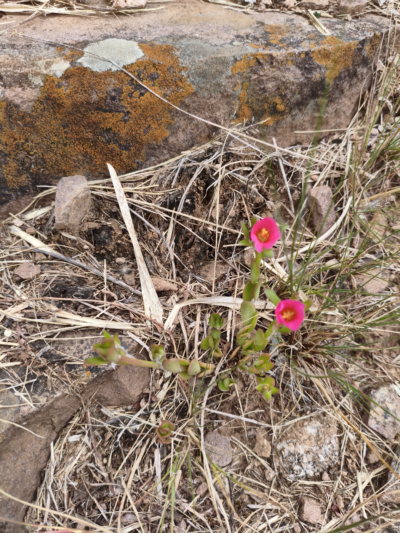 Portulaca cryptopetala