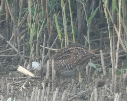 iNaturalist: (c) Remco Hofland, some rights reserved (CC BY-NC), uploaded by Remco Hofland iNaturalist image